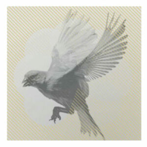 ᴃ i ᴿ ᴰ s ᴏ ᴎ ᴳ feat J. O H M